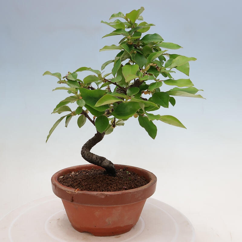 Outdoor bonsai - Pseudocydonia sinensis - Chinese quince