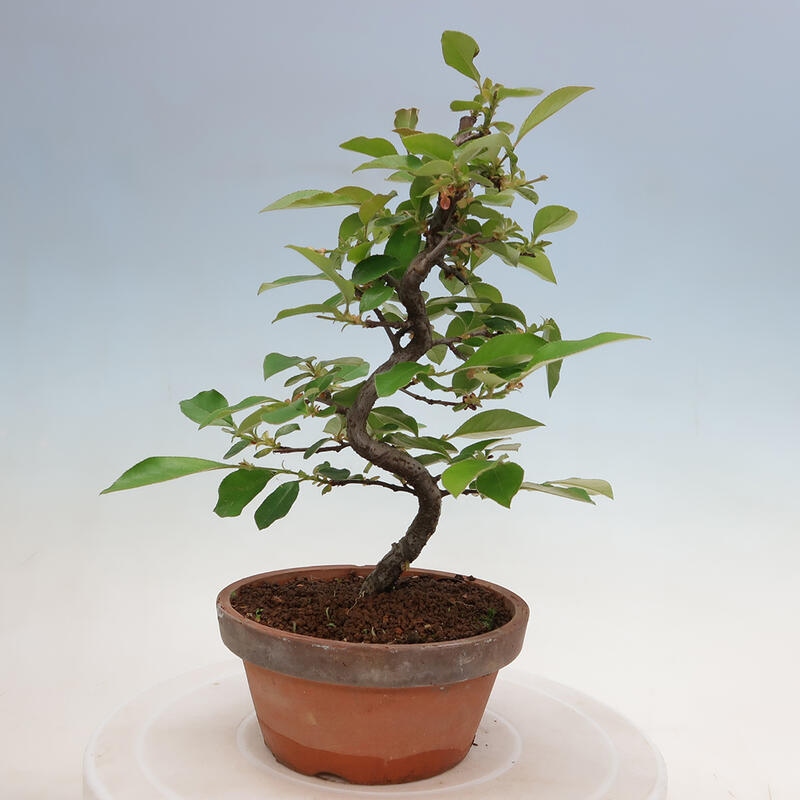 Outdoor bonsai - Pseudocydonia sinensis - Chinese quince