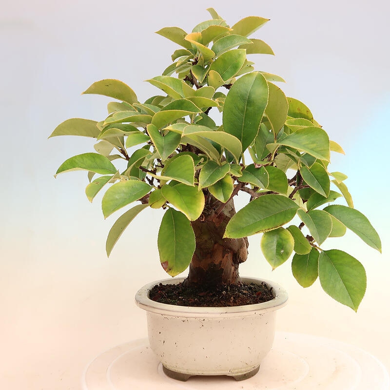 Outdoor bonsai - Pseudocydonia sinensis - Chinese quince