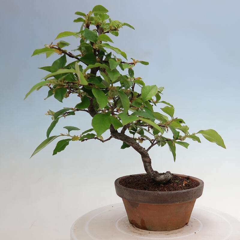 Outdoor bonsai - Pseudocydonia sinensis - Chinese quince