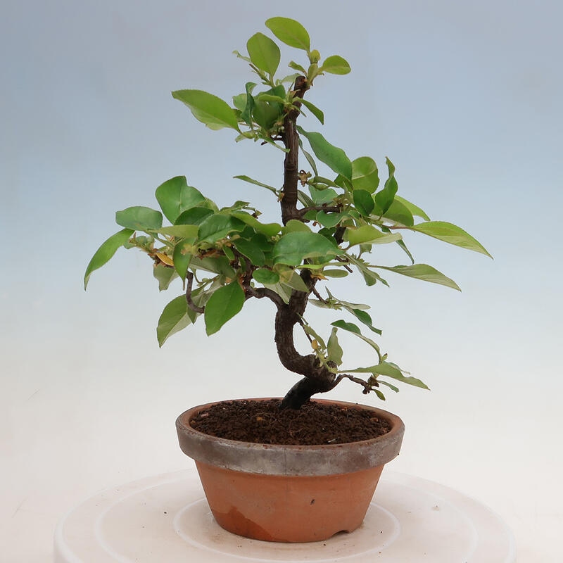 Outdoor bonsai - Pseudocydonia sinensis - Chinese quince