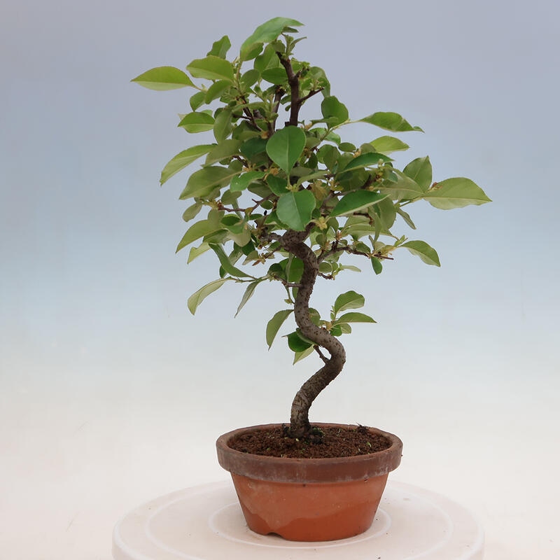 Outdoor bonsai - Pseudocydonia sinensis - Chinese quince