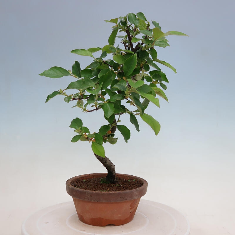 Outdoor bonsai - Pseudocydonia sinensis - Chinese quince