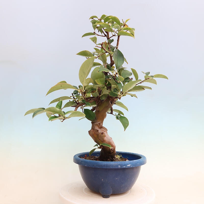 Outdoor bonsai - Pseudocydonia sinensis - Chinese quince