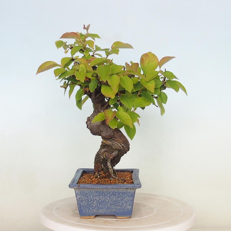 Outdoor bonsai - Pseudocydonia sinensis - Chinese quince