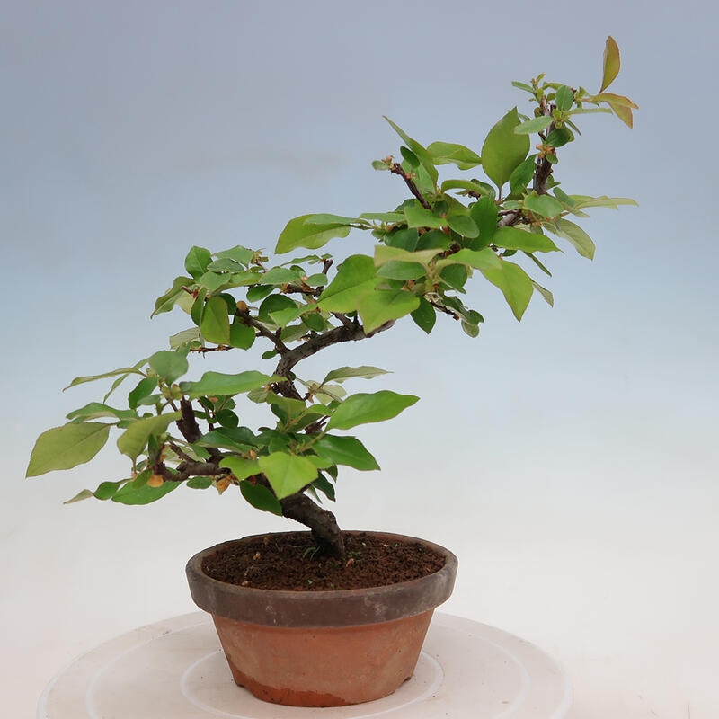 Outdoor bonsai - Pseudocydonia sinensis - Chinese quince