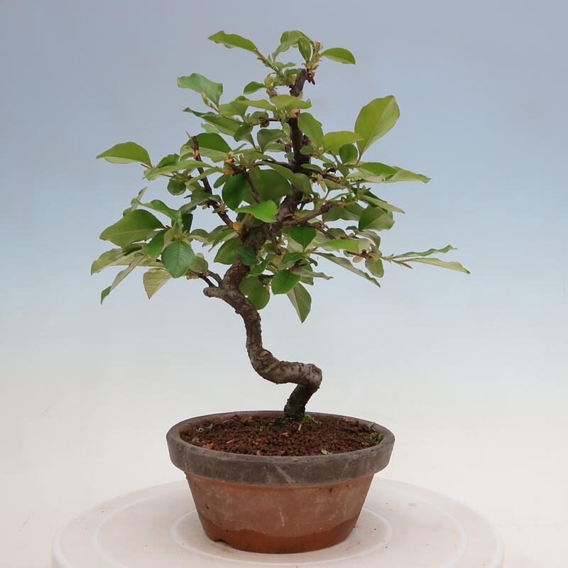 Outdoor bonsai - Pseudocydonia sinensis - Chinese quince