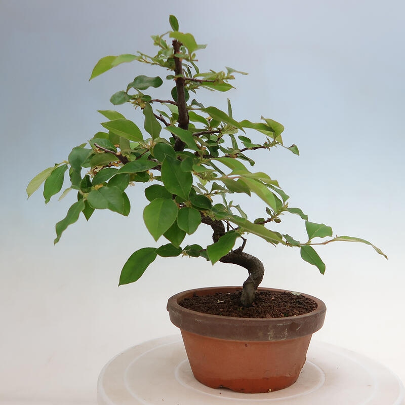 Outdoor bonsai - Pseudocydonia sinensis - Chinese quince