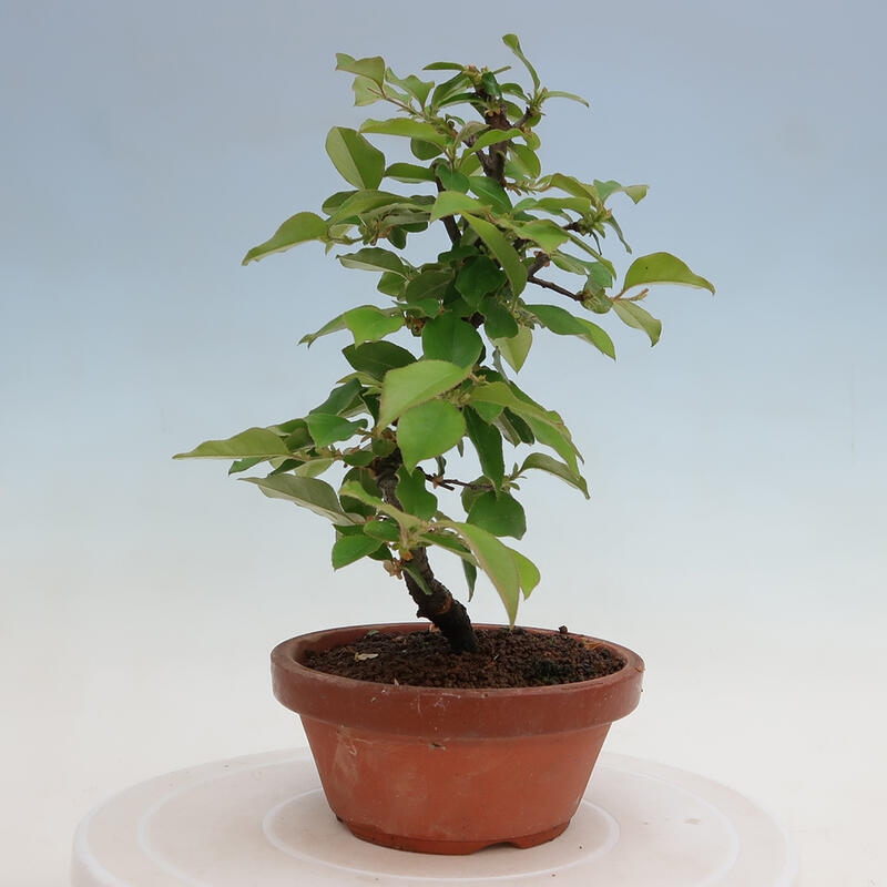 Outdoor bonsai - Pseudocydonia sinensis - Chinese quince