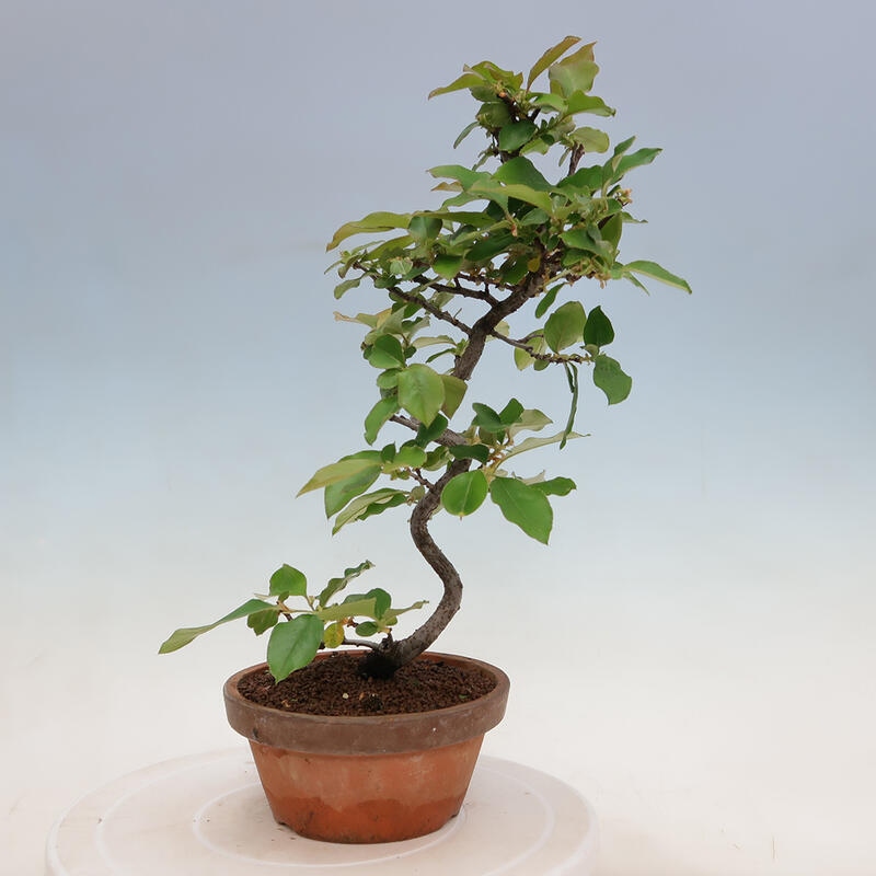 Outdoor bonsai - Pseudocydonia sinensis - Chinese quince