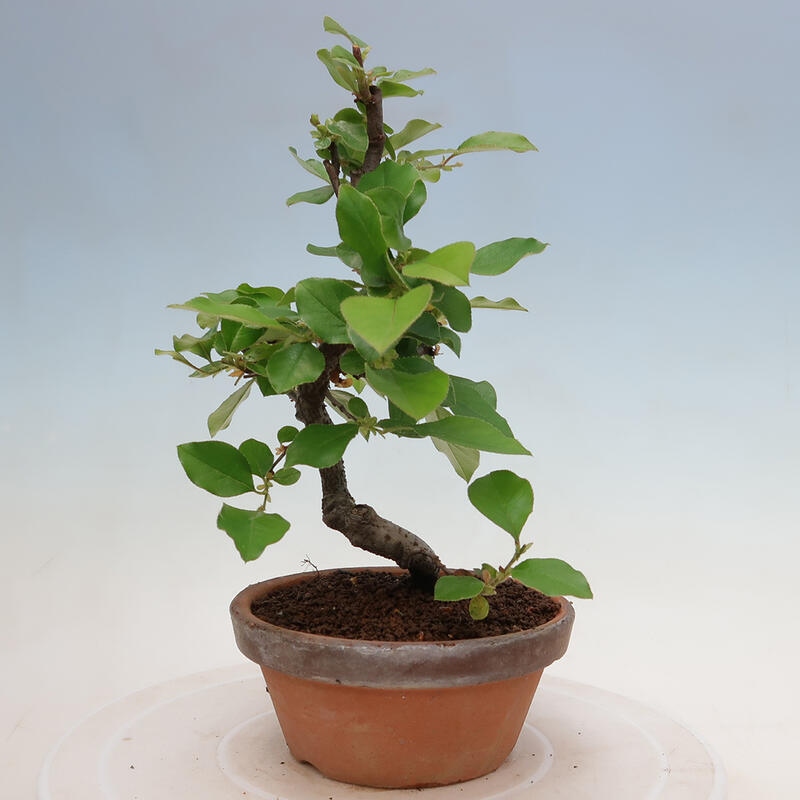 Outdoor bonsai - Pseudocydonia sinensis - Chinese quince