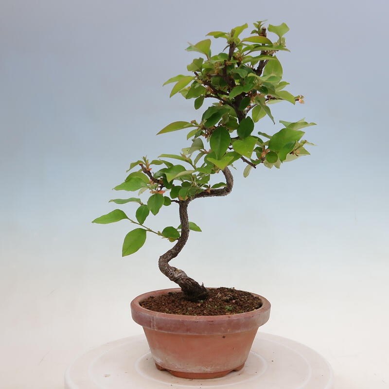 Outdoor bonsai - Pseudocydonia sinensis - Chinese quince