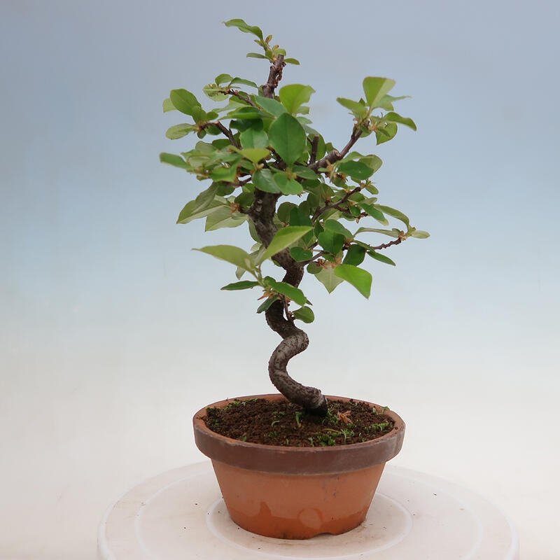 Outdoor bonsai - Pseudocydonia sinensis - Chinese quince