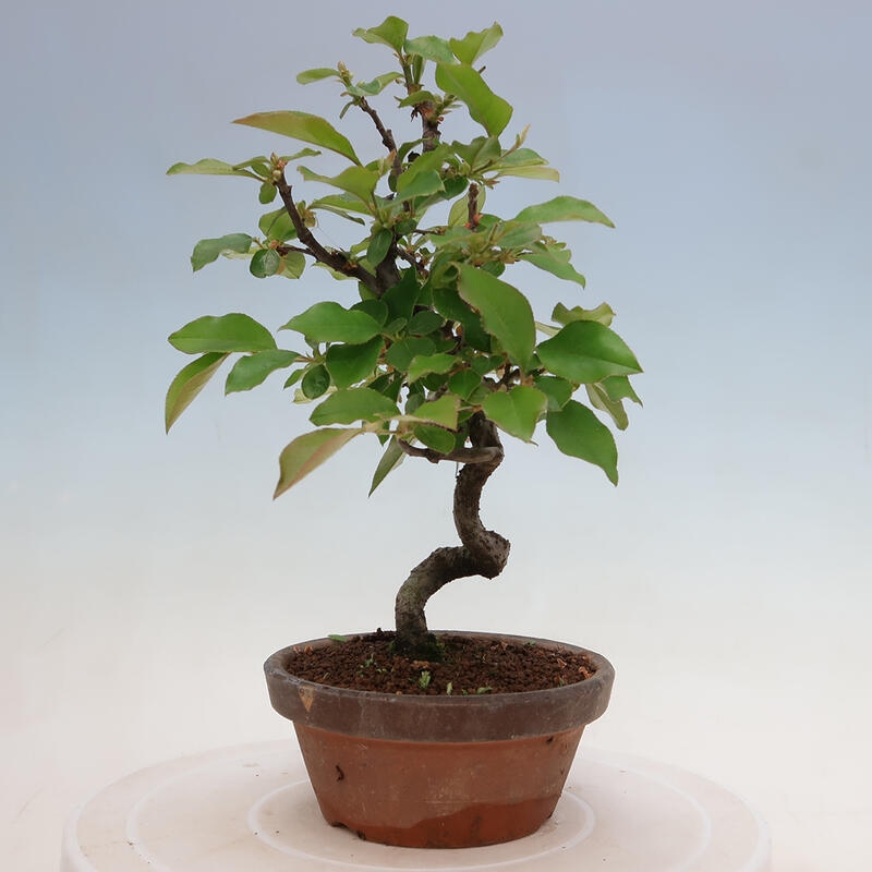 Outdoor bonsai - Pseudocydonia sinensis - Chinese quince