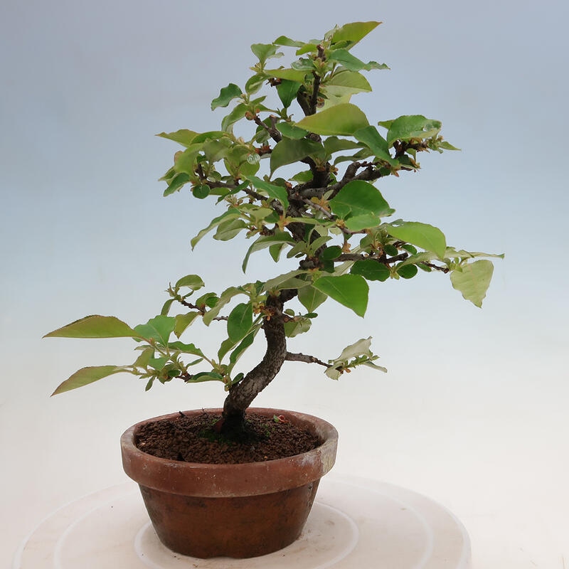 Outdoor bonsai - Pseudocydonia sinensis - Chinese quince