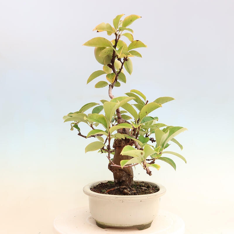 Outdoor bonsai - Pseudocydonia sinensis - Chinese quince