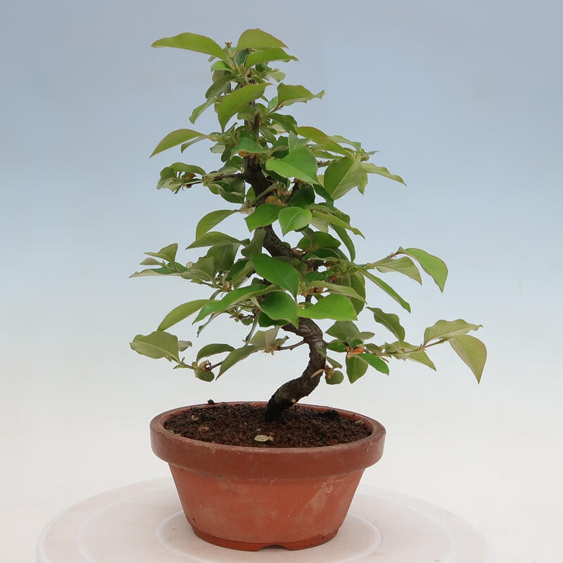 Outdoor bonsai - Pseudocydonia sinensis - Chinese quince