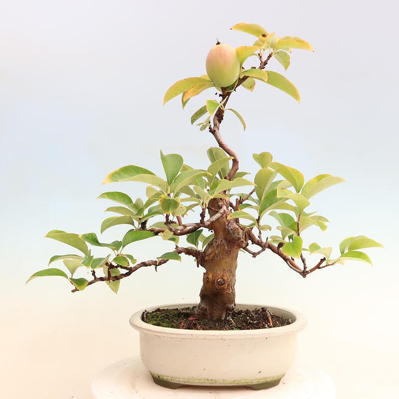 Outdoor bonsai - Pseudocydonia sinensis - Chinese quince