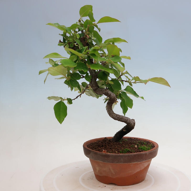 Outdoor bonsai - Pseudocydonia sinensis - Chinese quince