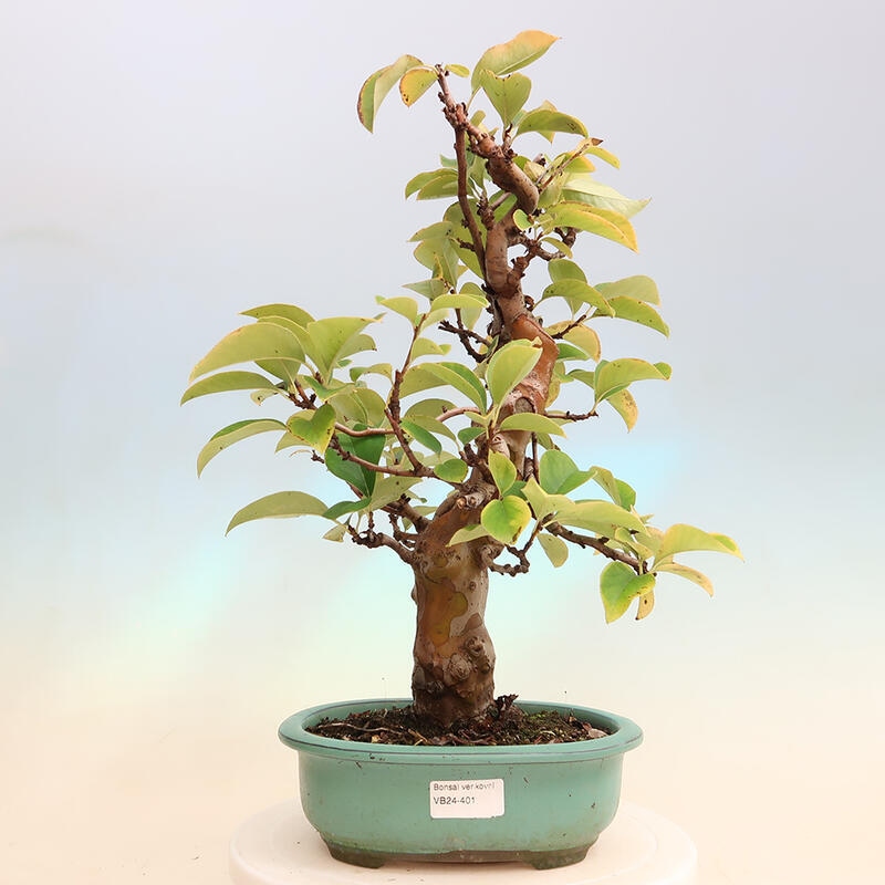 Outdoor bonsai - Pseudocydonia sinensis - Chinese quince