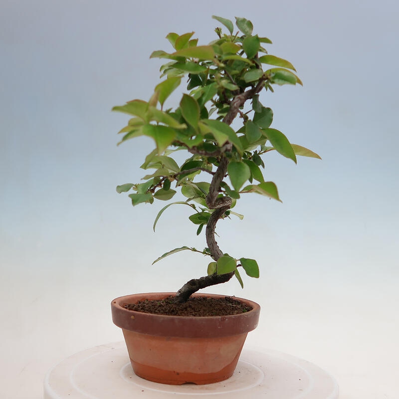 Outdoor bonsai - Pseudocydonia sinensis - Chinese quince