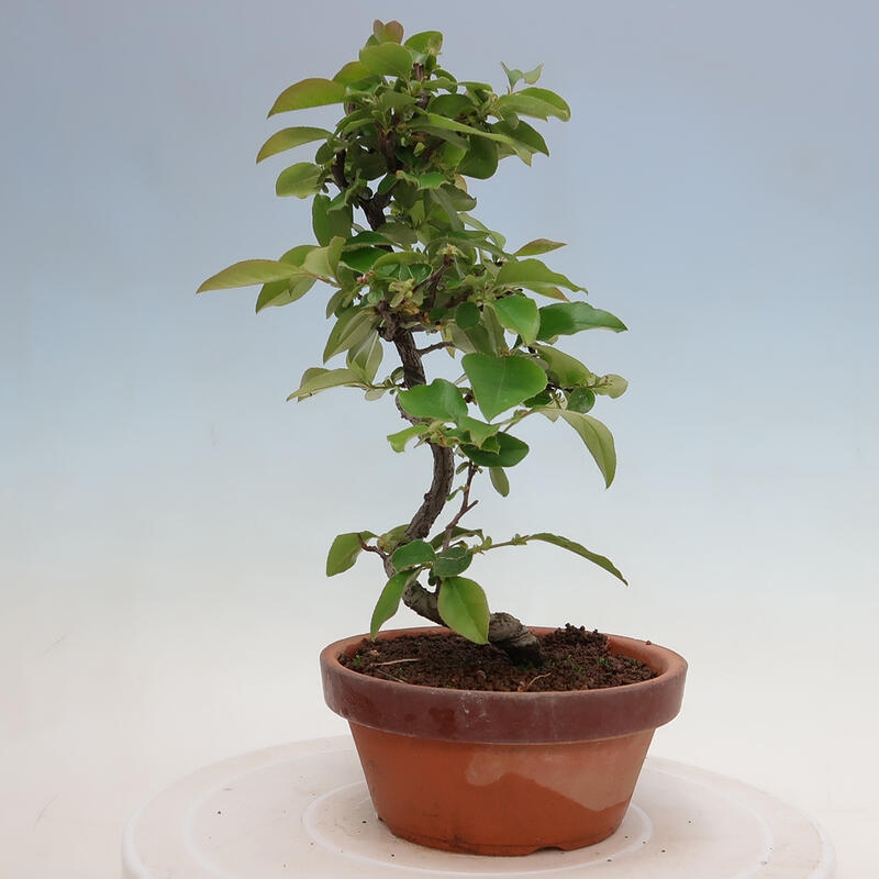 Outdoor bonsai - Pseudocydonia sinensis - Chinese quince