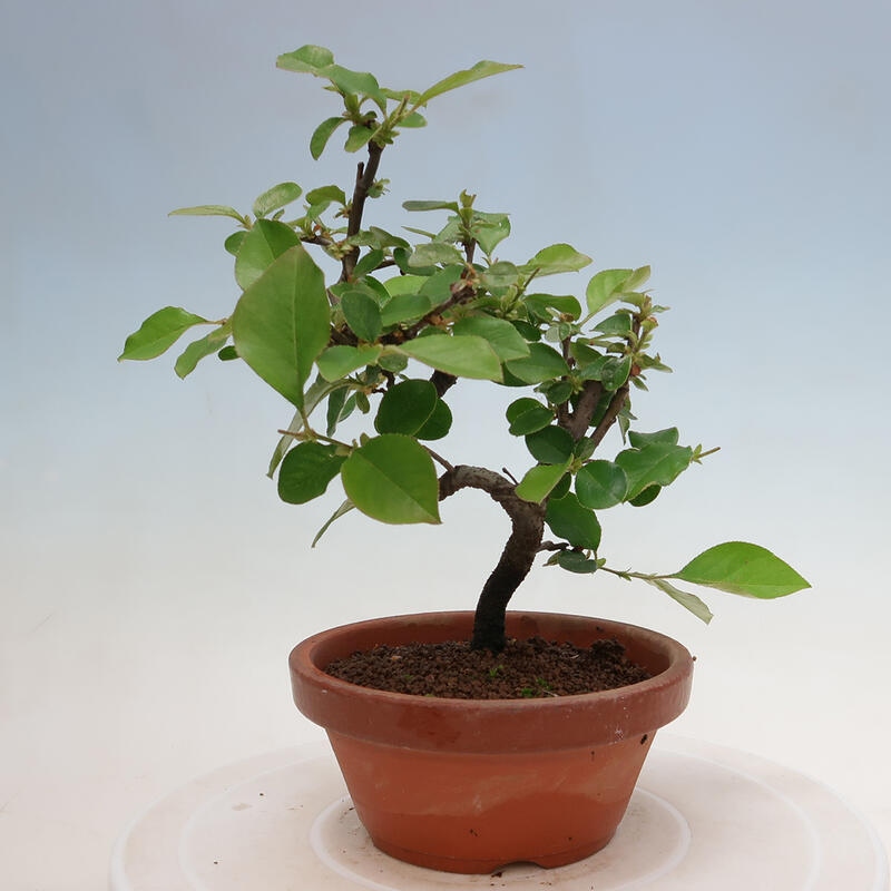 Outdoor bonsai - Pseudocydonia sinensis - Chinese quince