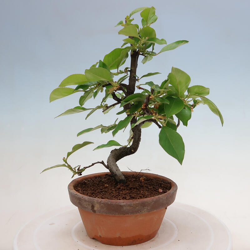 Outdoor bonsai - Pseudocydonia sinensis - Chinese quince