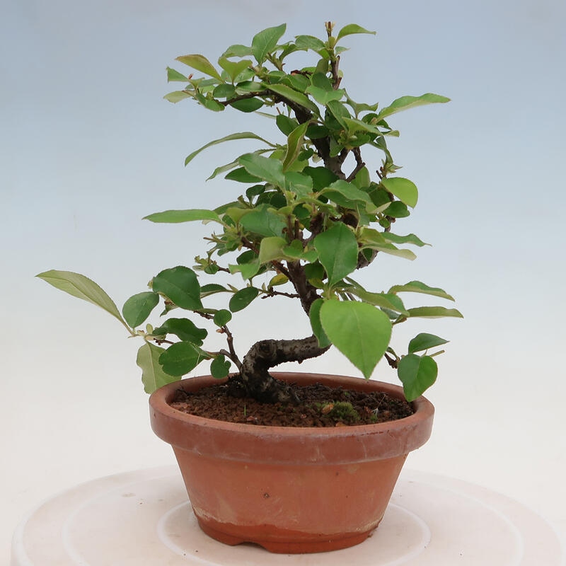 Outdoor bonsai - Pseudocydonia sinensis - Chinese quince