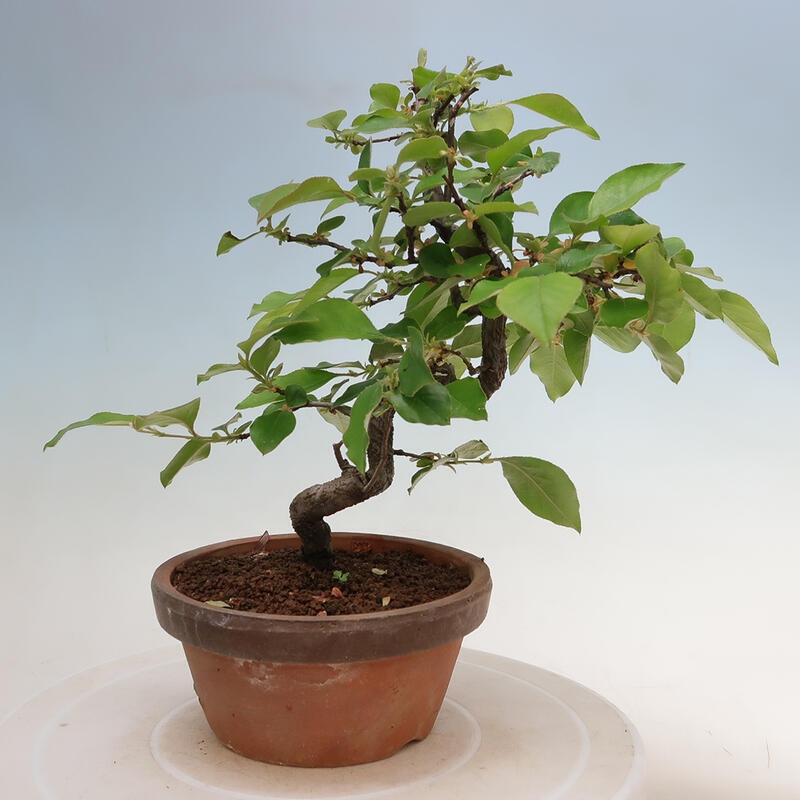 Outdoor bonsai - Pseudocydonia sinensis - Chinese quince