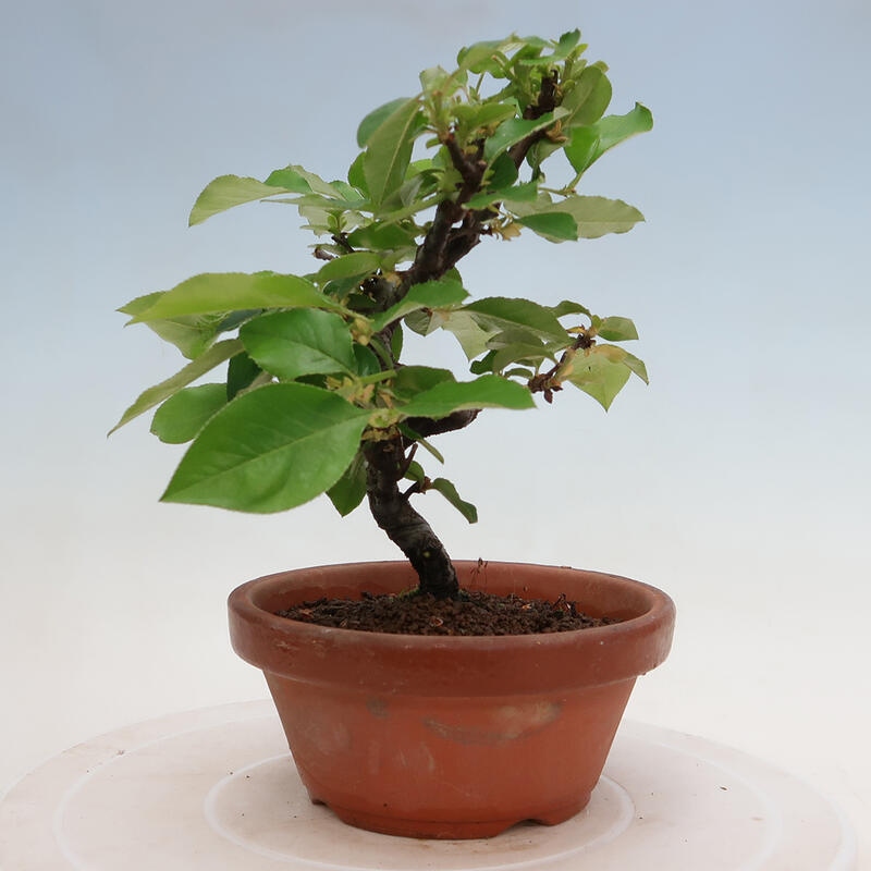 Outdoor bonsai - Pseudocydonia sinensis - Chinese quince