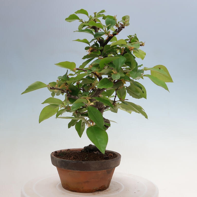 Outdoor bonsai - Pseudocydonia sinensis - Chinese quince