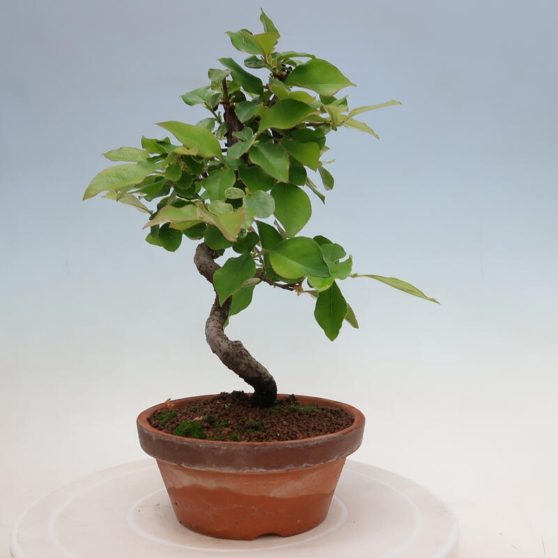 Outdoor bonsai - Pseudocydonia sinensis - Chinese quince