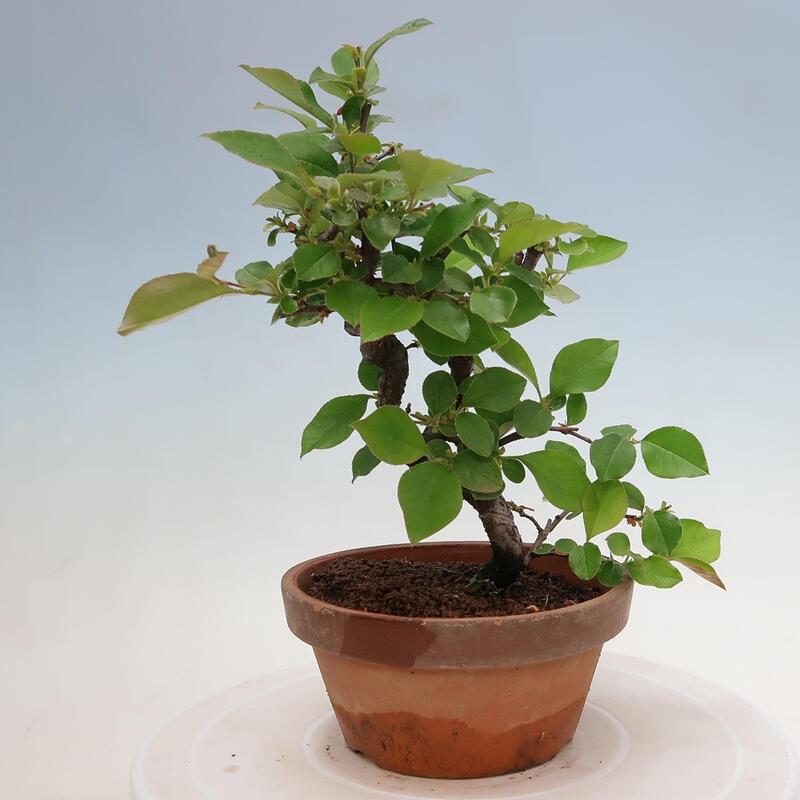 Outdoor bonsai - Pseudocydonia sinensis - Chinese quince