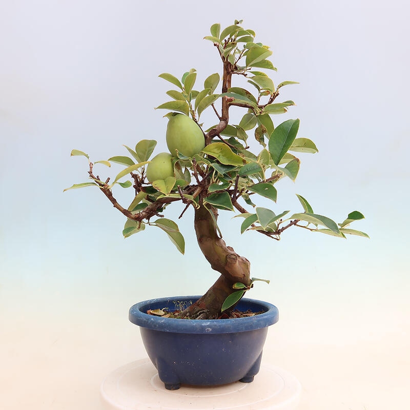 Outdoor bonsai - Pseudocydonia sinensis - Chinese quince