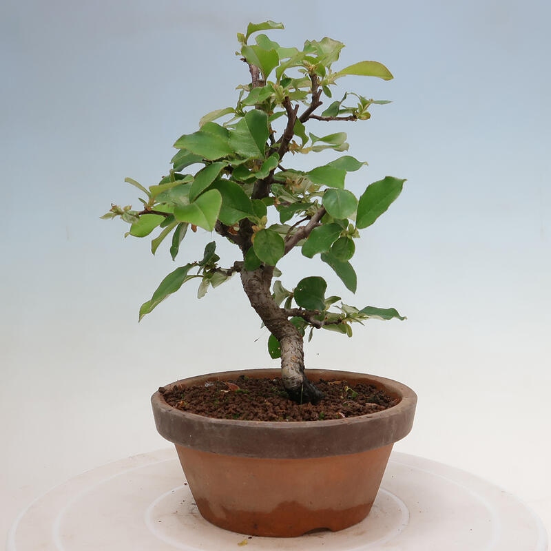 Outdoor bonsai - Pseudocydonia sinensis - Chinese quince