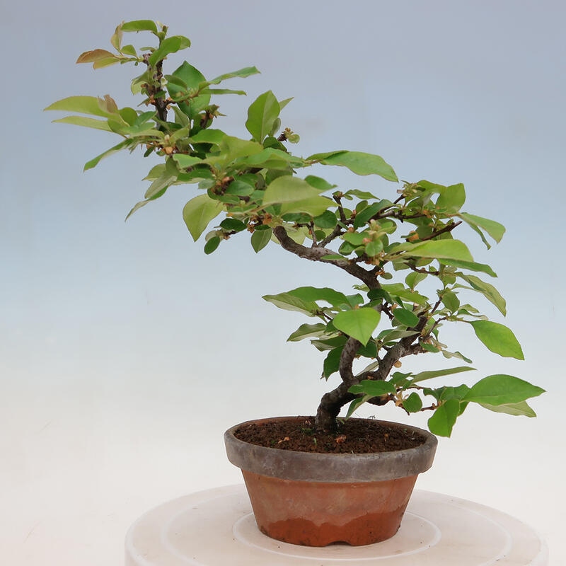 Outdoor bonsai - Pseudocydonia sinensis - Chinese quince