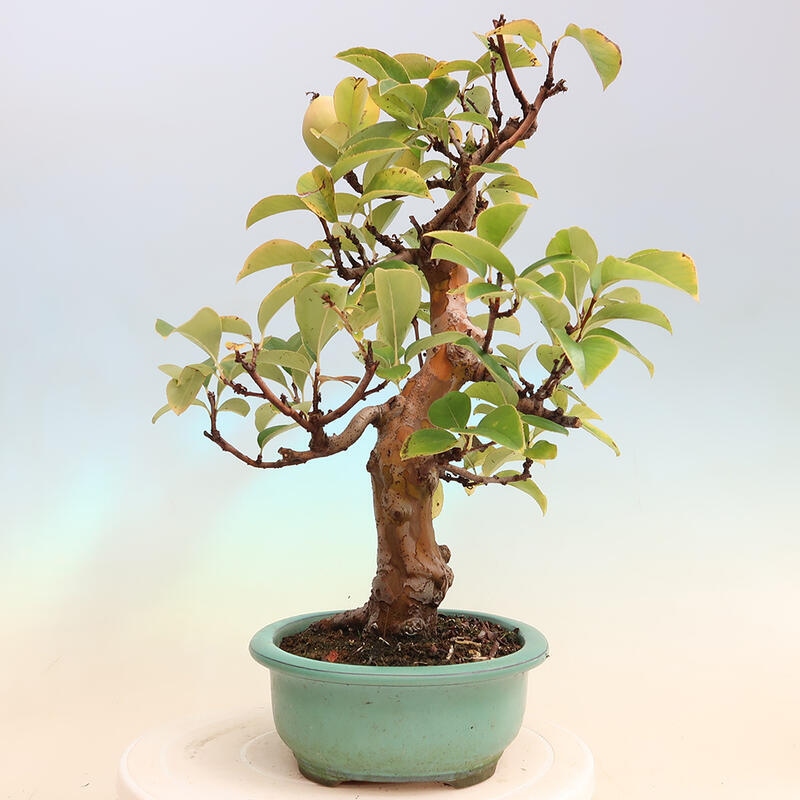 Outdoor bonsai - Pseudocydonia sinensis - Chinese quince