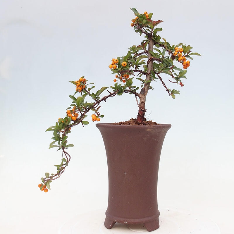 Outdoor bonsai - Pyracantha teton - Scarlet hawthorn