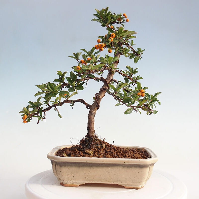 Outdoor bonsai - Pyracantha teton - Scarlet hawthorn