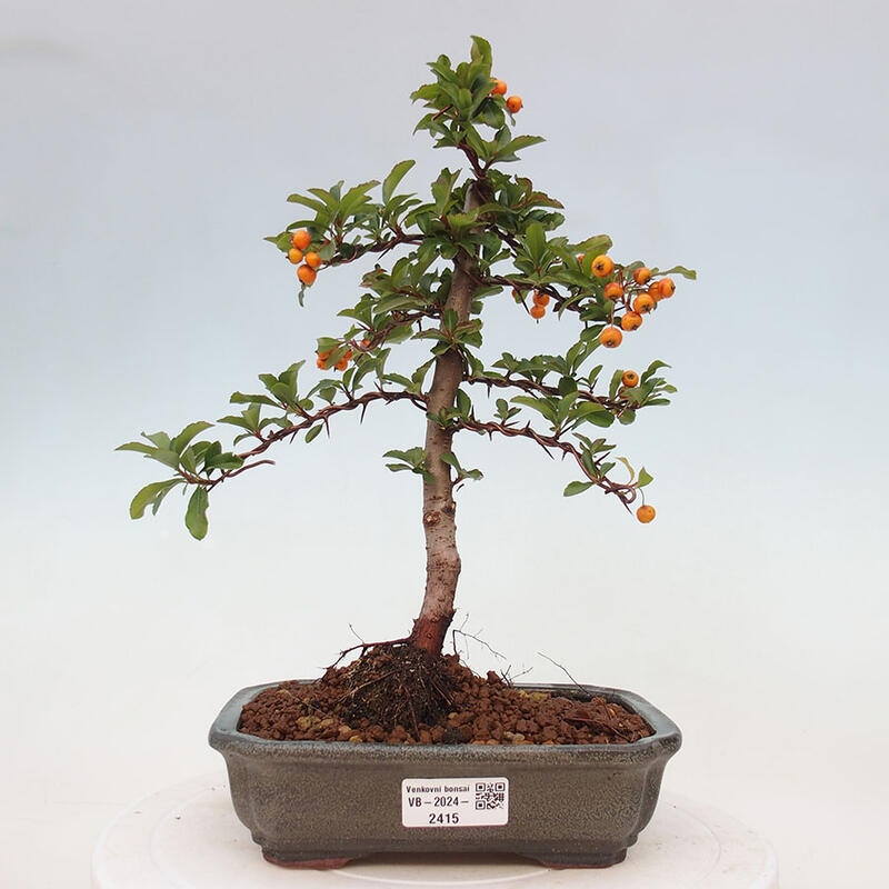 Outdoor bonsai - Pyracantha teton - Scarlet hawthorn