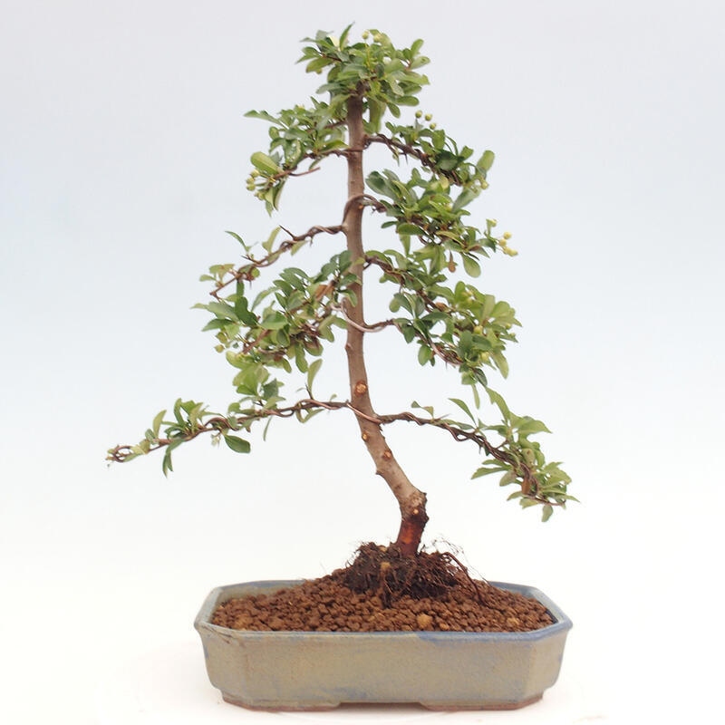 Outdoor bonsai - Pyracantha teton - Scarlet hawthorn