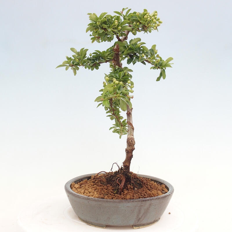 Outdoor bonsai - Pyracantha teton - Scarlet hawthorn