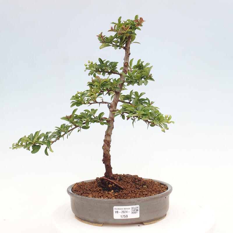 Outdoor bonsai - Pyracantha teton - Scarlet hawthorn