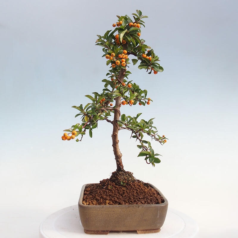 Outdoor bonsai - Pyracantha teton - Scarlet hawthorn