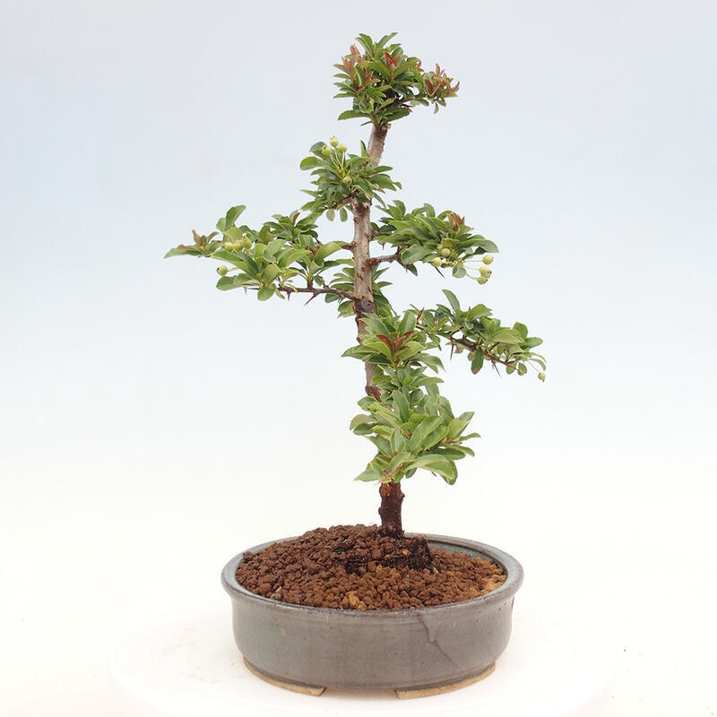 Outdoor bonsai - Pyracantha teton - Scarlet hawthorn