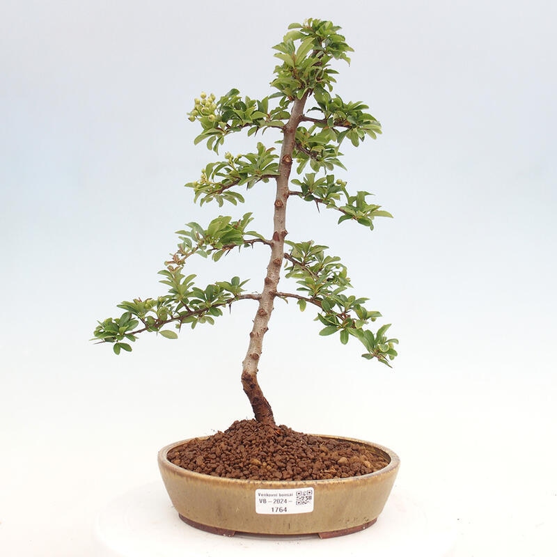 Outdoor bonsai - Pyracantha teton - Scarlet hawthorn