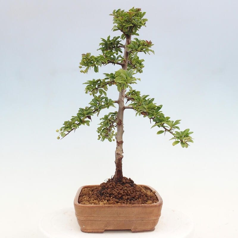 Outdoor bonsai - Pyracantha teton - Scarlet hawthorn