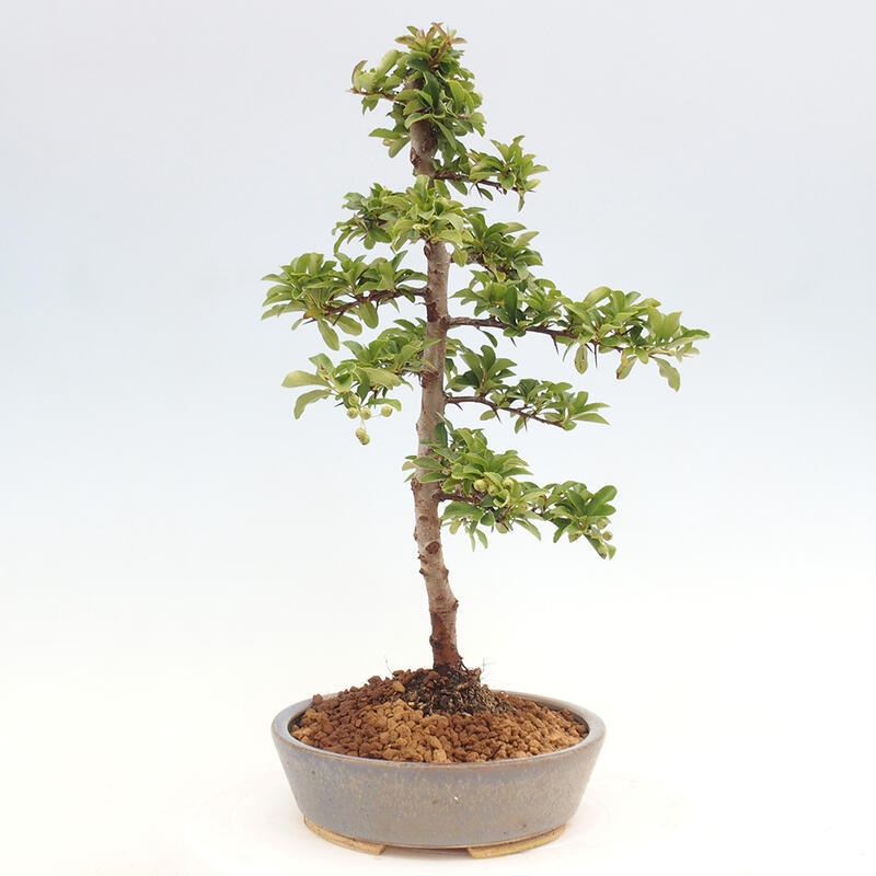 Outdoor bonsai - Pyracantha teton - Scarlet hawthorn