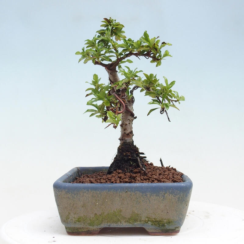 Outdoor bonsai - Pyracantha teton - Scarlet hawthorn